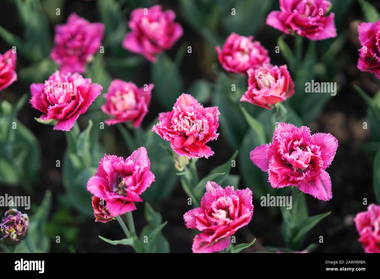 Pink double-flowering tulips, bright flowers blooming in the garden park. Natural spring background Stock Photo