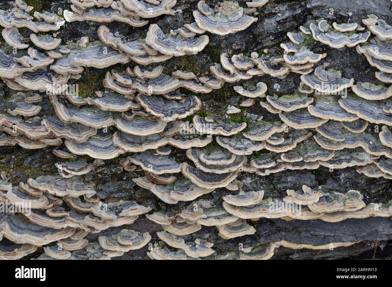 Turkey Tail Fungus, Trametes versicolor Stock Photo