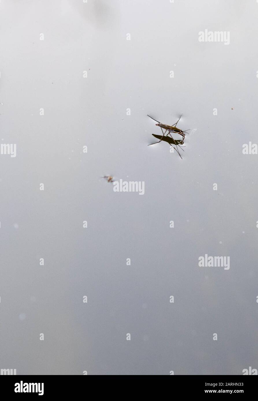 Water strider on surface of water Stock Photo