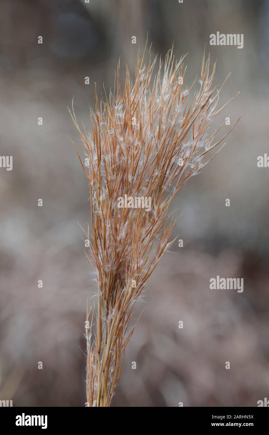 Bushy Bluestem, Andropogon glomeratus, in winter Stock Photo
