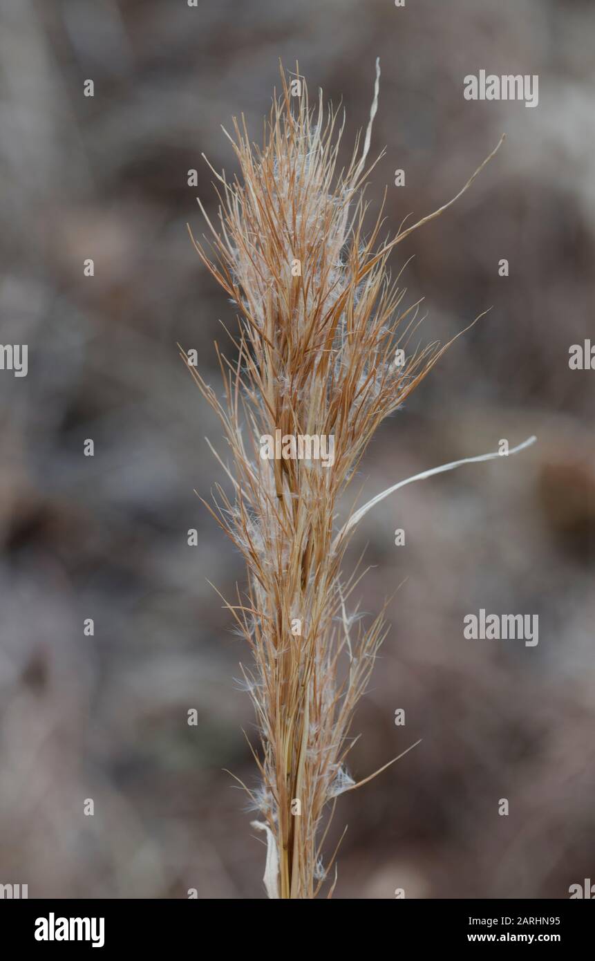 Bushy Bluestem, Andropogon glomeratus, in winter Stock Photo