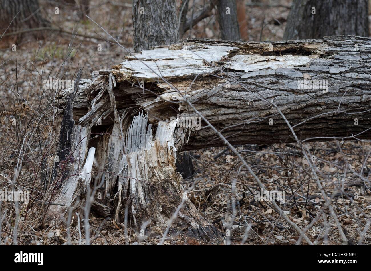 Cottonwood, Populus deltoides, downed Stock Photo