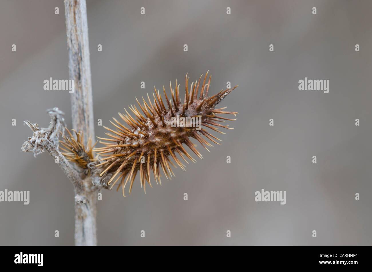 Rough Cocklebur, Xanthium strumarium, fruit in winter Stock Photo