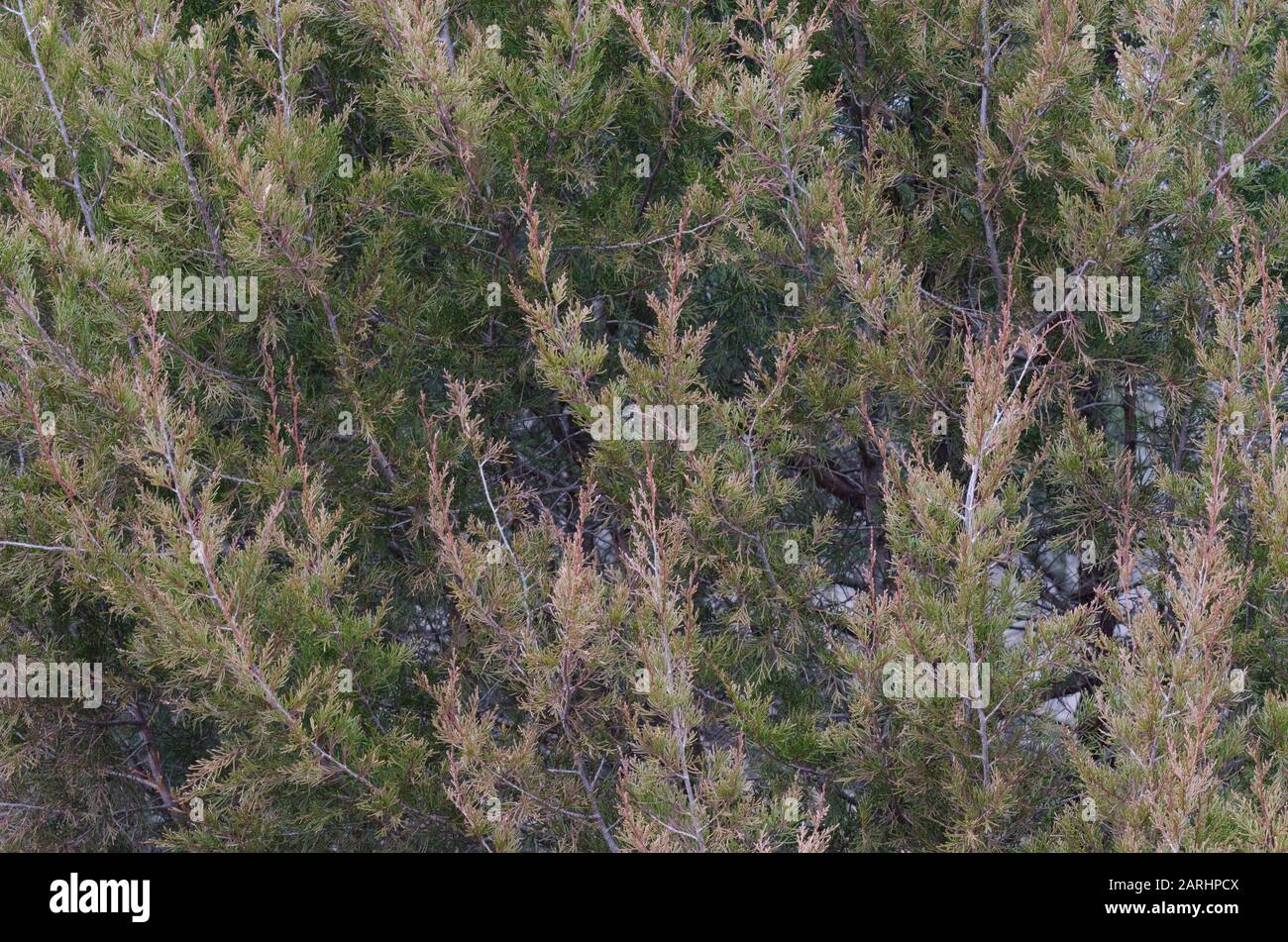 Eastern red cedar, Juniperus virginiana Stock Photo