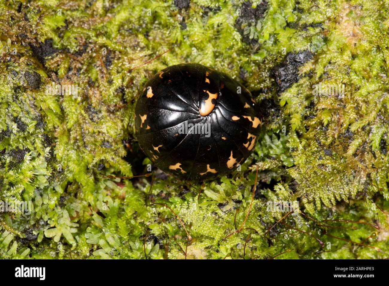 Pill Millipede, Glomeridae sp, Sinharaja World Heritage Site, Sri Lanka, curled in ball for protection Stock Photo