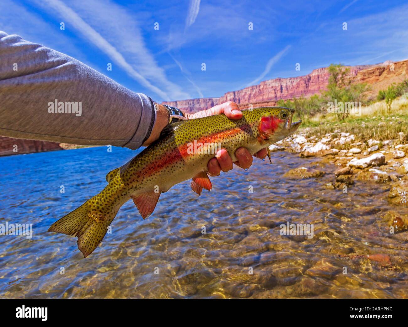 Beautiful & Colorful Rainbow Trout Caught & Released Fly Fishing on the  Colorado River in Arizona At Lees Ferry Stock Photo - Alamy