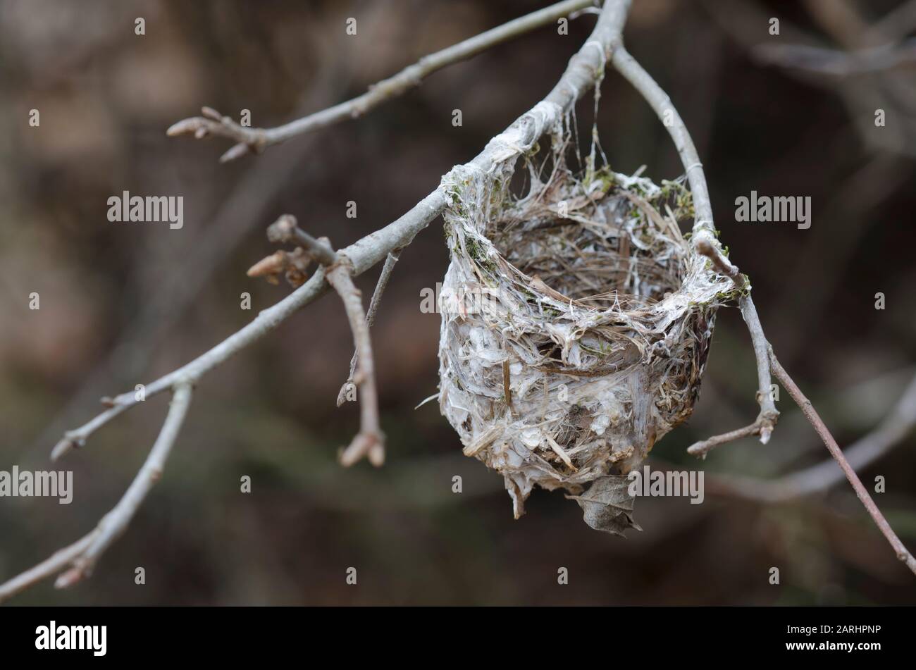 White-eyed vireo, Vireo griseus, old nest in winter Stock Photo