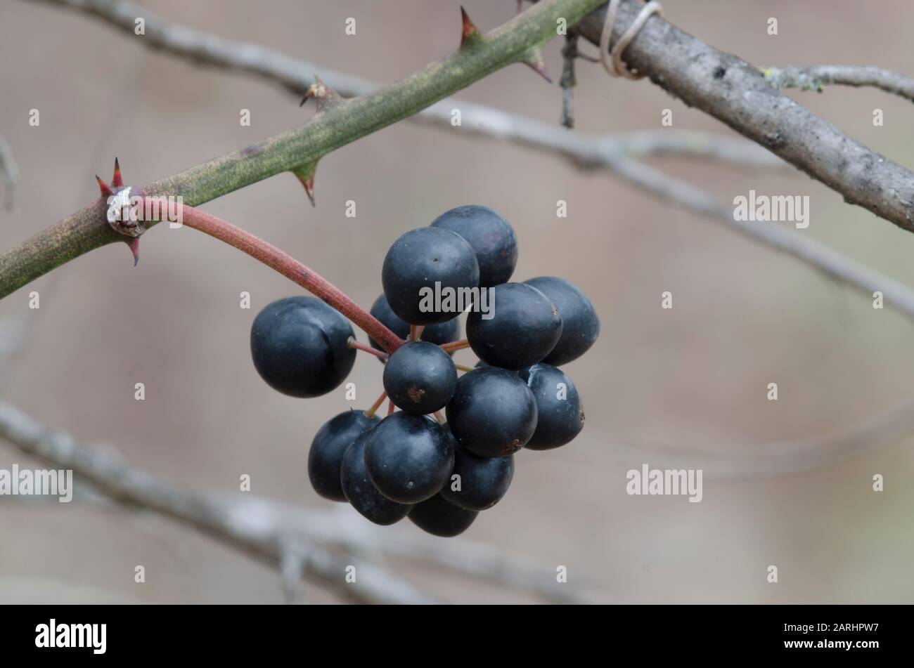 Greenbrier, Smilax sp., fruit in winter Stock Photo