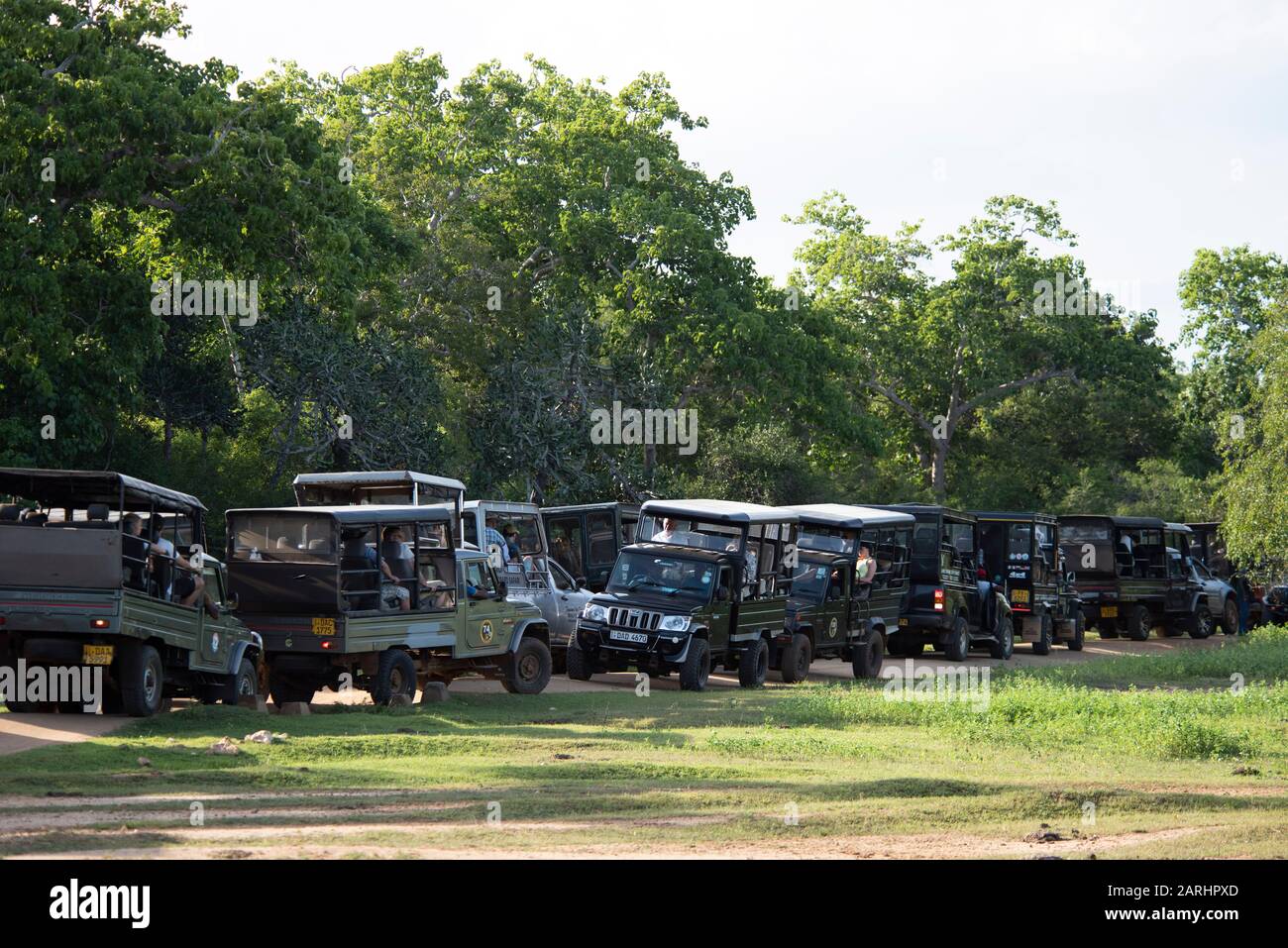 Tourist trucks in line waiting to see Leopard, Yala National Park, Sri Lanka Stock Photo