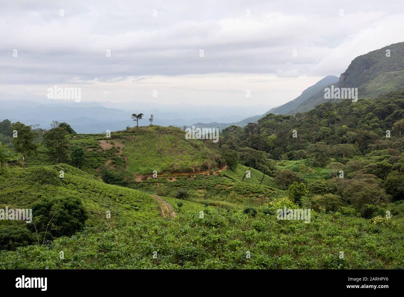 View of farmland and Rainforest, 	Sabaragamuwa Province, near Sinharaja Forest Reserve, Sri Lanka Stock Photo