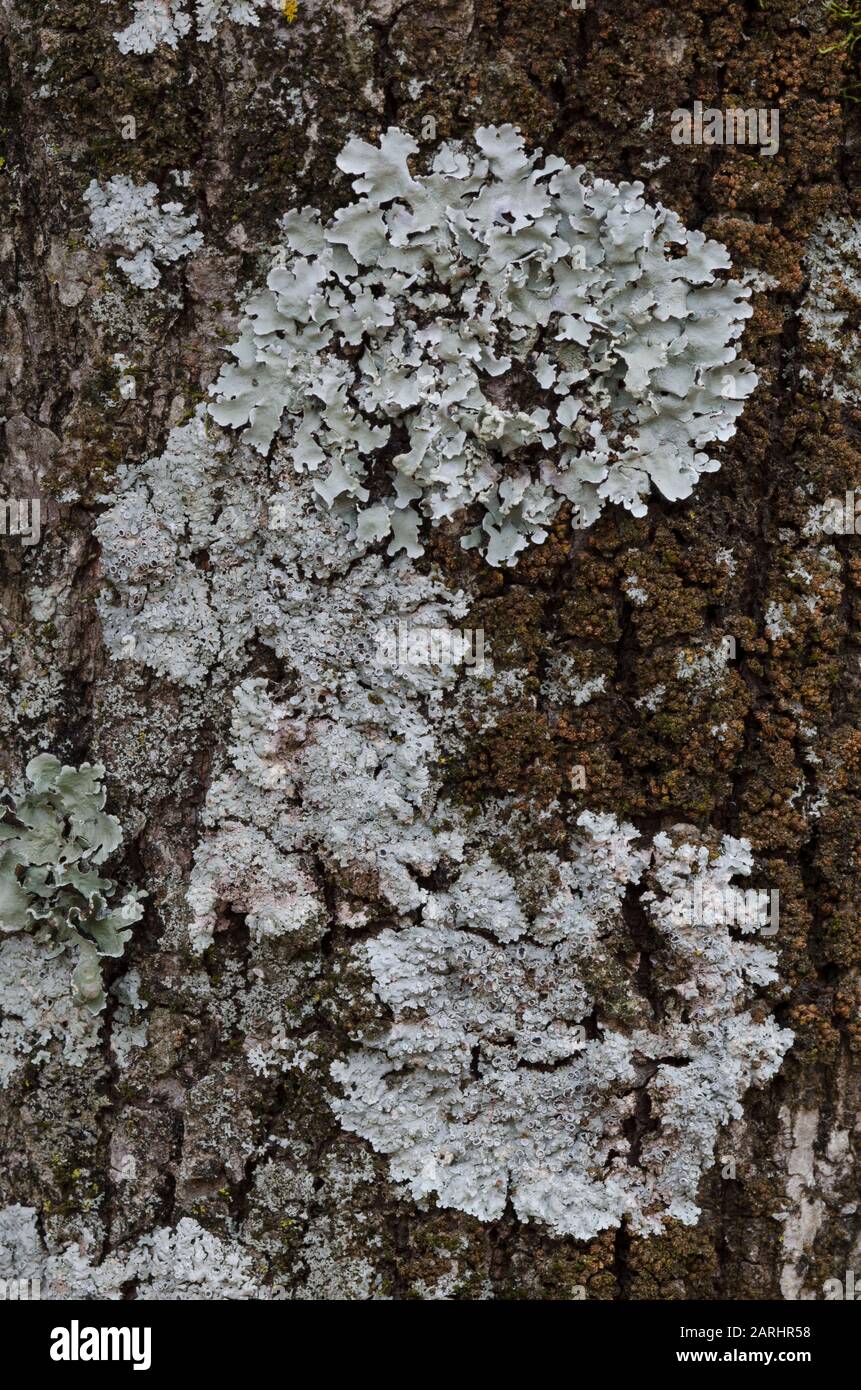 Lichen, Caloplaca sp., Flavoparmelia sp., and Parmotrema sp., growing on post oak, Quercus stellata Stock Photo