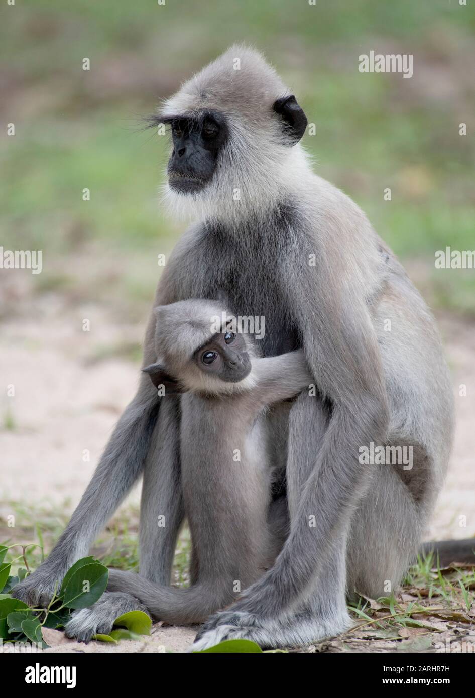 Tufted Gray Langur, Semnopithecus priam, mother with young in arms, Kumana Ramsar Wetland Cluster, Sri Lanka Stock Photo