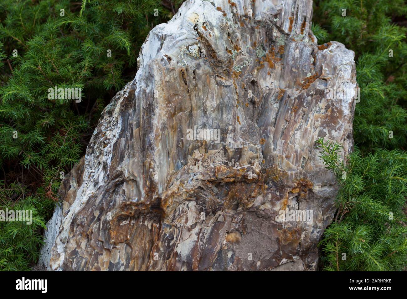 A very large piece of petrified wood that is millions of years old and still standing in the forest of the Black Hills of South Dakota. Stock Photo