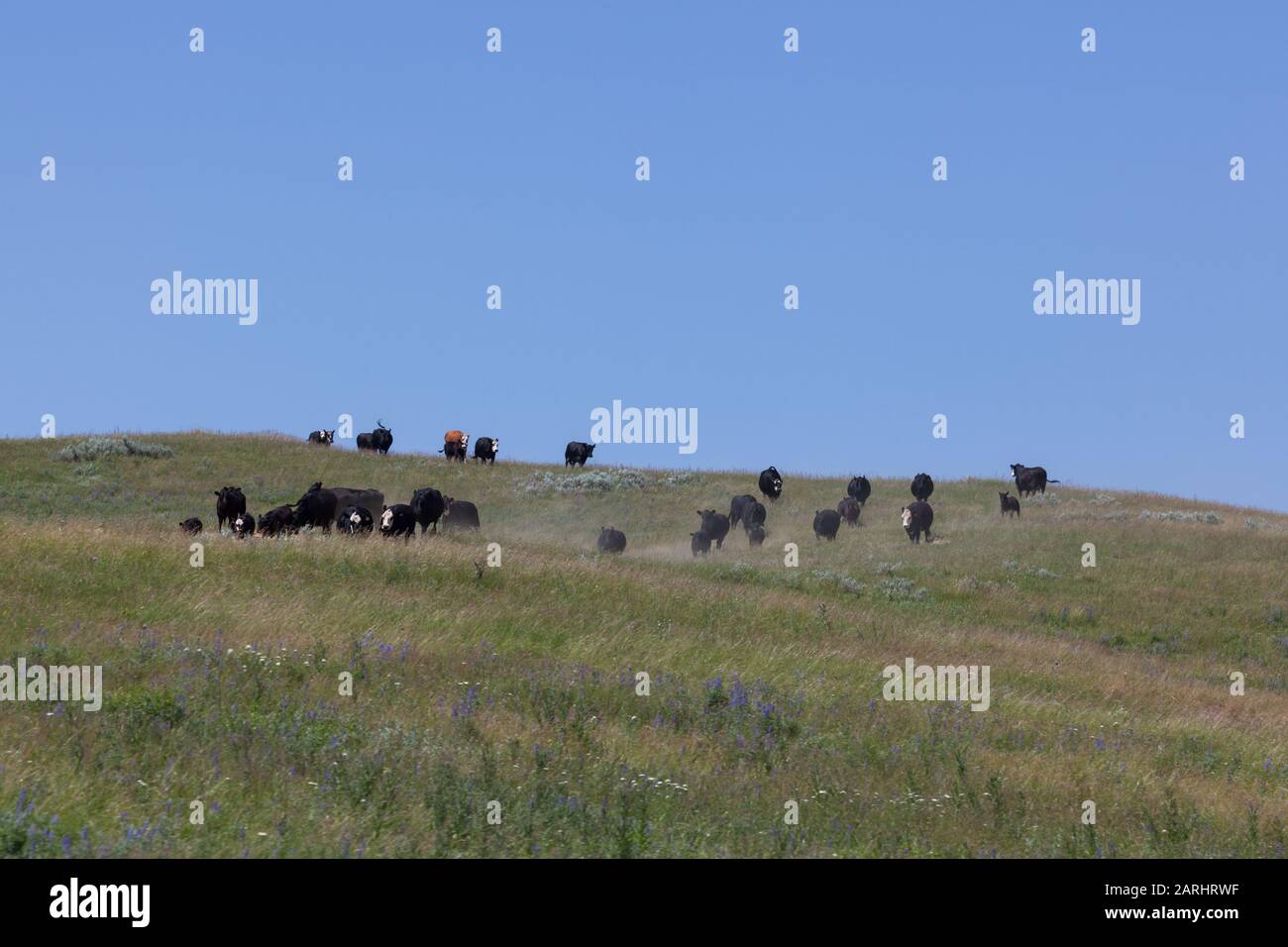 A herd of cattle, made up of mothers and babies, running over and down a grassy hillside with a clear blue sky background. Stock Photo