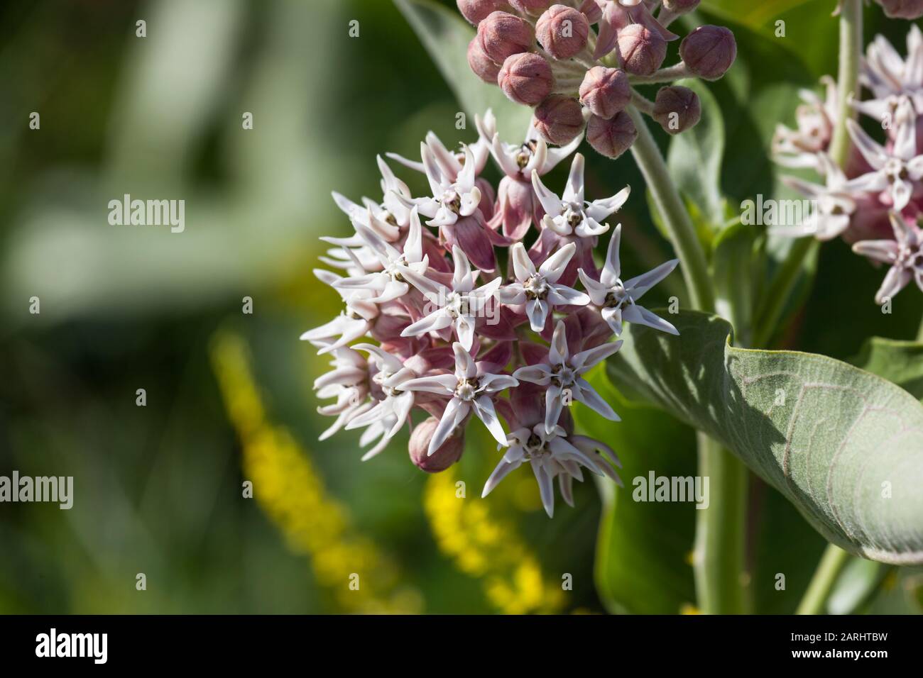 Clusters of light pink blooms of the showy milkweed plant in the bright afternoon sunshine at Devils Tower National Monument, Wyoming. Stock Photo