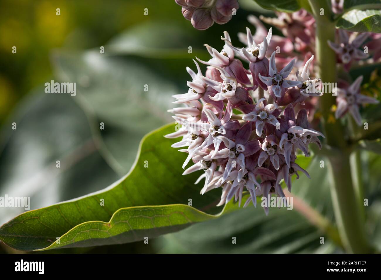 Clusters of light pink blooms of the showy milkweed plant in the bright afternoon sunshine at Devils Tower National Monument, Wyoming. Stock Photo