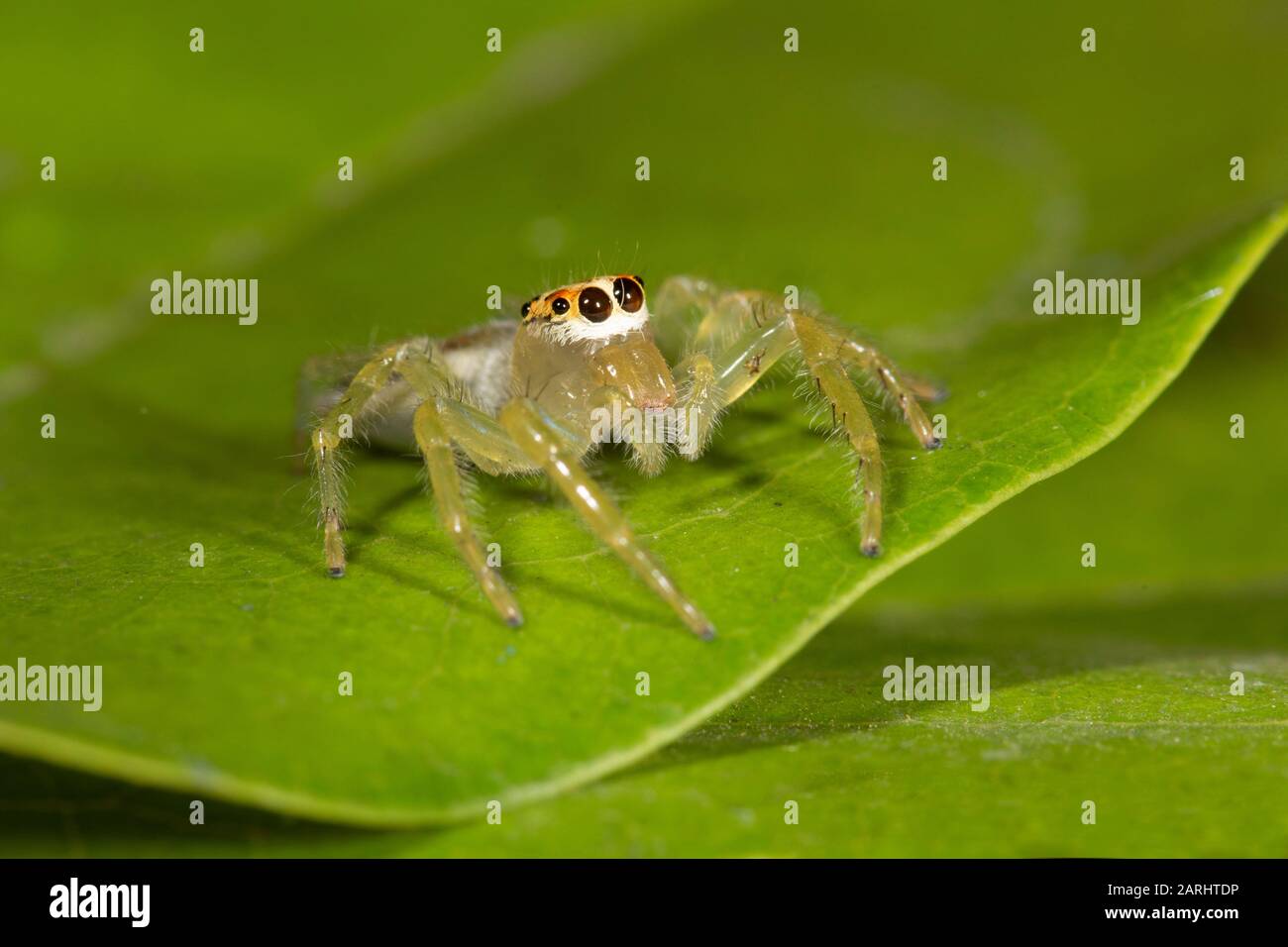 Two Striped Jumper Spider, Telamonia dimidiata, Wilpattu Nature Reserve, Sri Lanka, on leaf in forest, night time Stock Photo