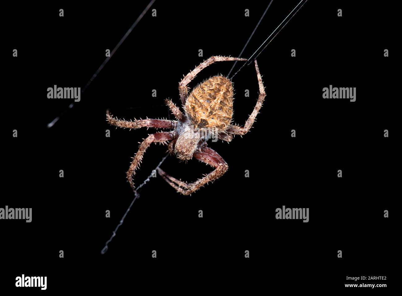 Hentz Orb Weaver Spider on silk web, Neoscona crucifera, Gal Oya National Park, Sri Lanka, night time Stock Photo