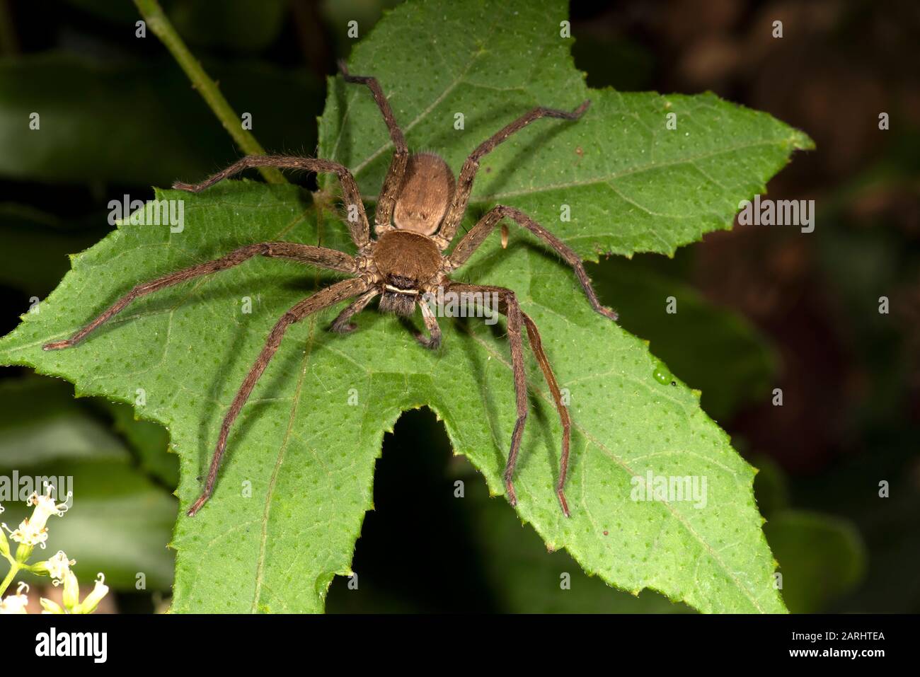 Huntsman Spider, Heteropoda venatoria, Sinharaja World Heritage Site, Sri Lanka, on leaf in forest, night time Stock Photo