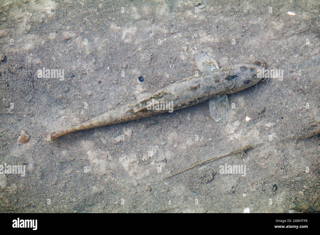 Barbatula barbatula, Stone Loach, a European species of fresh water ray-finned fish, family Nemacheilidae Stock Photo