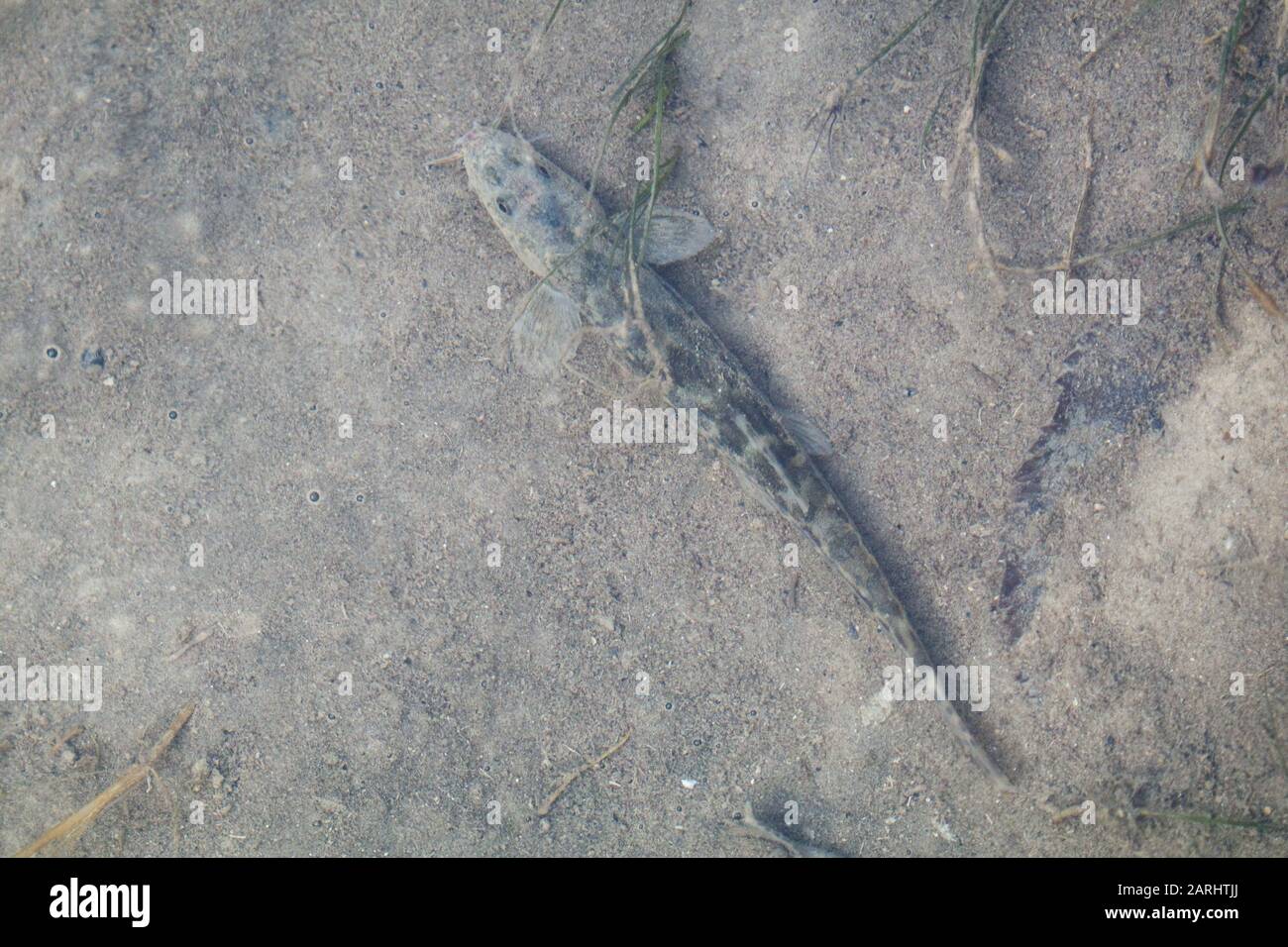 Barbatula barbatula, Stone Loach, a European species of fresh water ray-finned fish, family Nemacheilidae Stock Photo