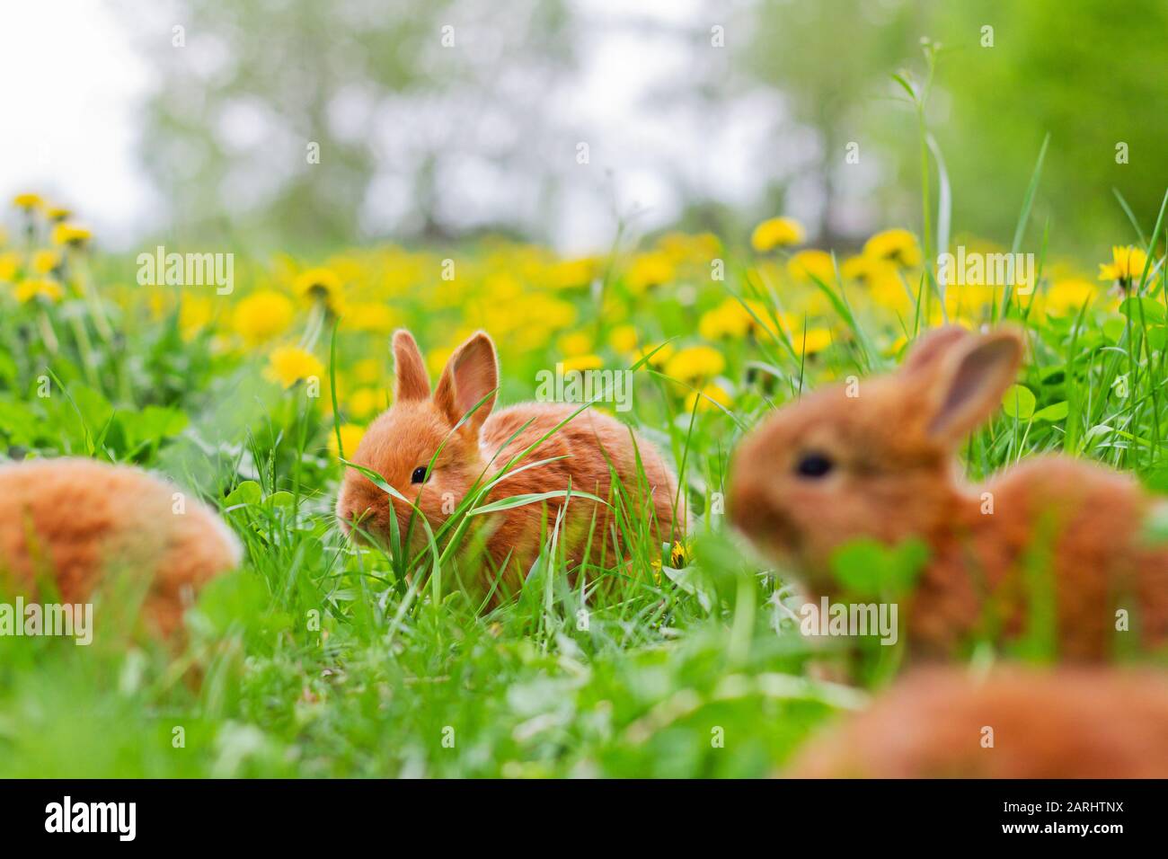 cute red bunnies eating clover among green grass Stock Photo Alamy