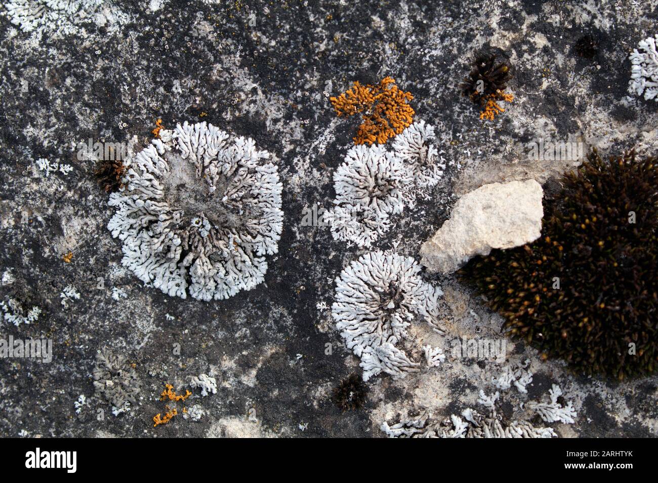 Physcia caesia, Blue-gray Rosette Lichen Stock Photo