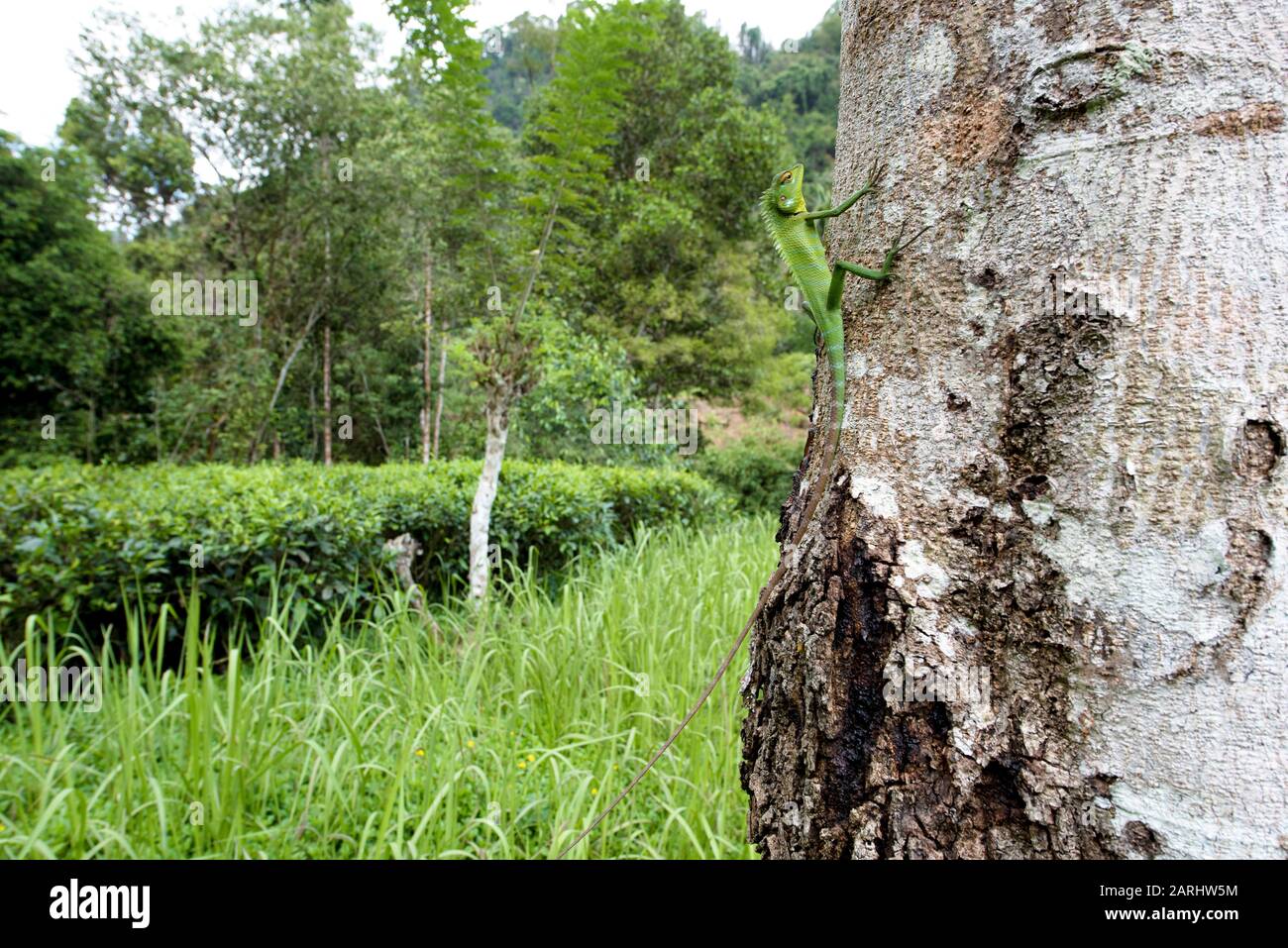 Common Green Forest Lizard, Calotes calotes, Sinharaja World Heritage Site, Sri Lanka, climbing up tree trunk, showing long tail, wide angle Stock Photo