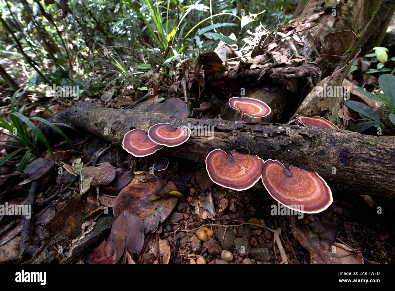 Bracket Fungi, Microporus Xanthopus, Sinharaja World Heritage Site, Sri Lanka, group growing on fallen tree, wide angle Stock Photo