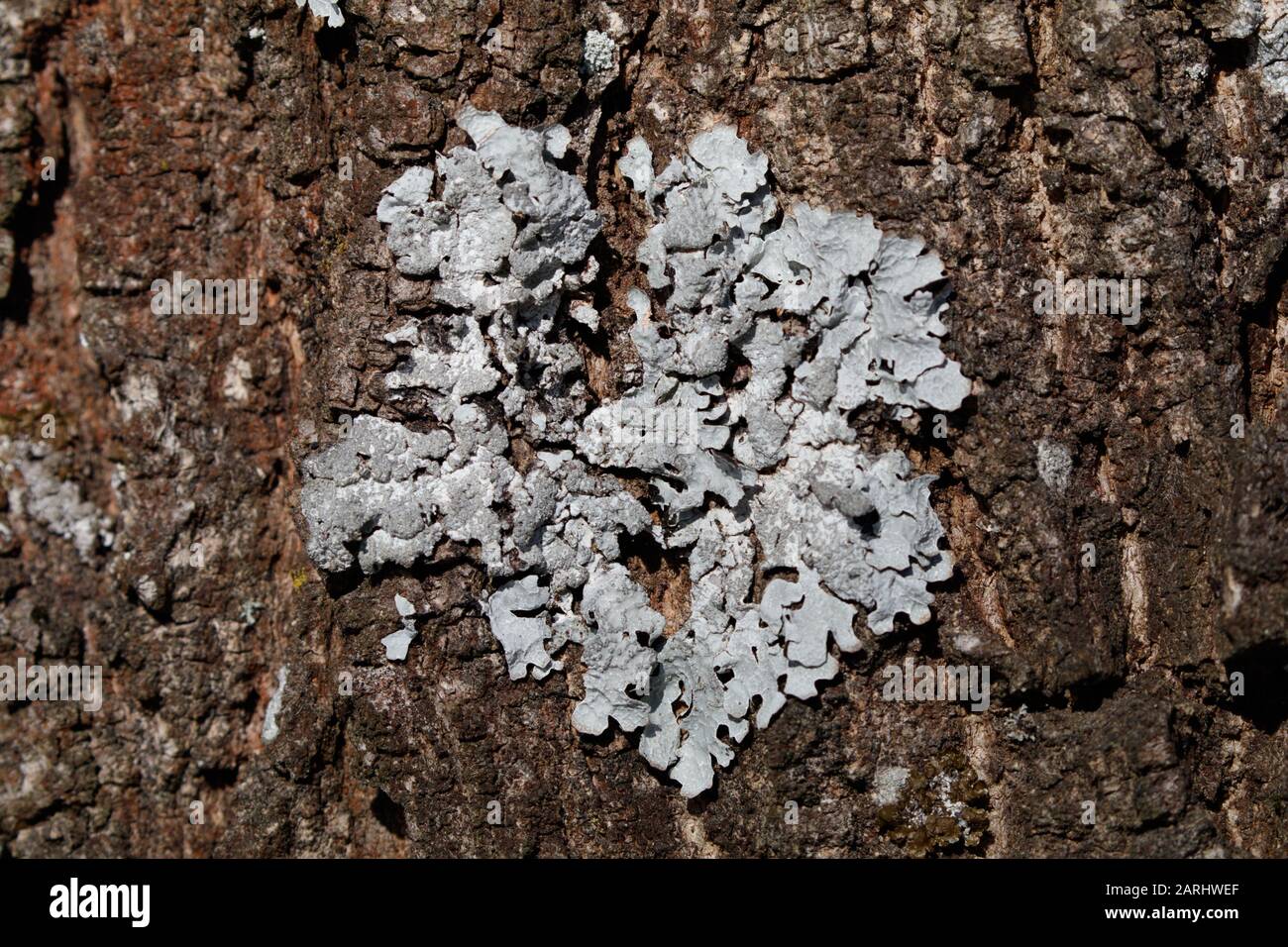 Parmelia sulcata, Shield Lichen Stock Photo