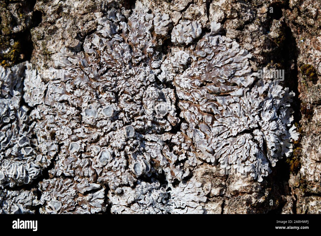 Physconia distorta lichen on tree Stock Photo
