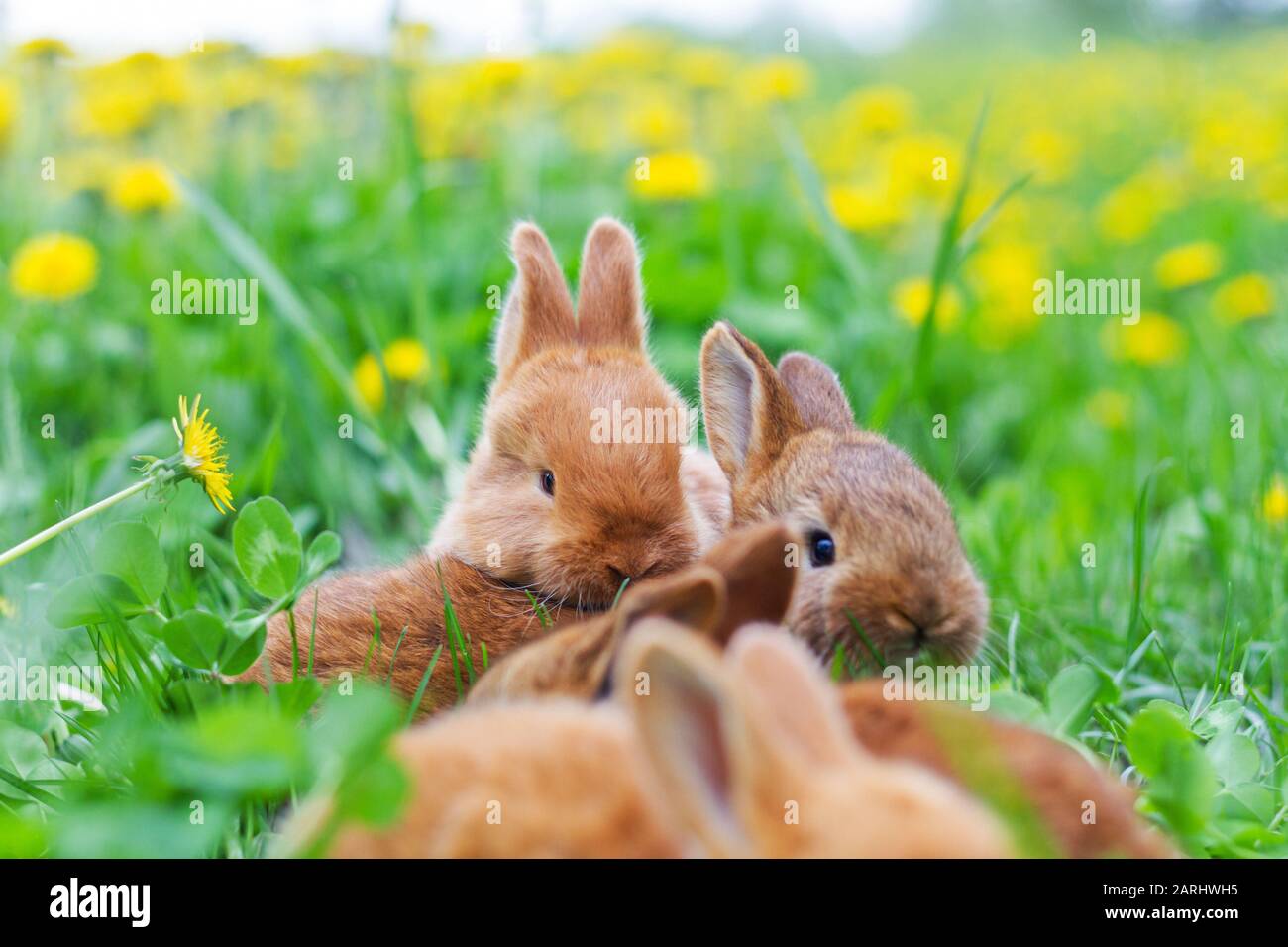 Among short grass hi-res stock photography and images - Alamy