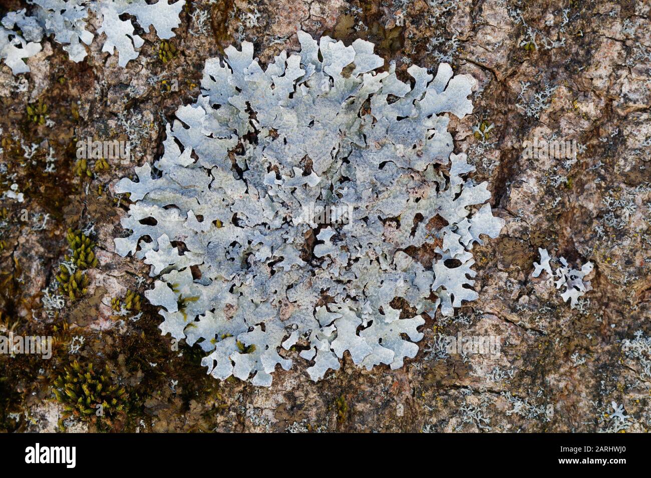 Parmelia sulcata, Shield Lichen Stock Photo