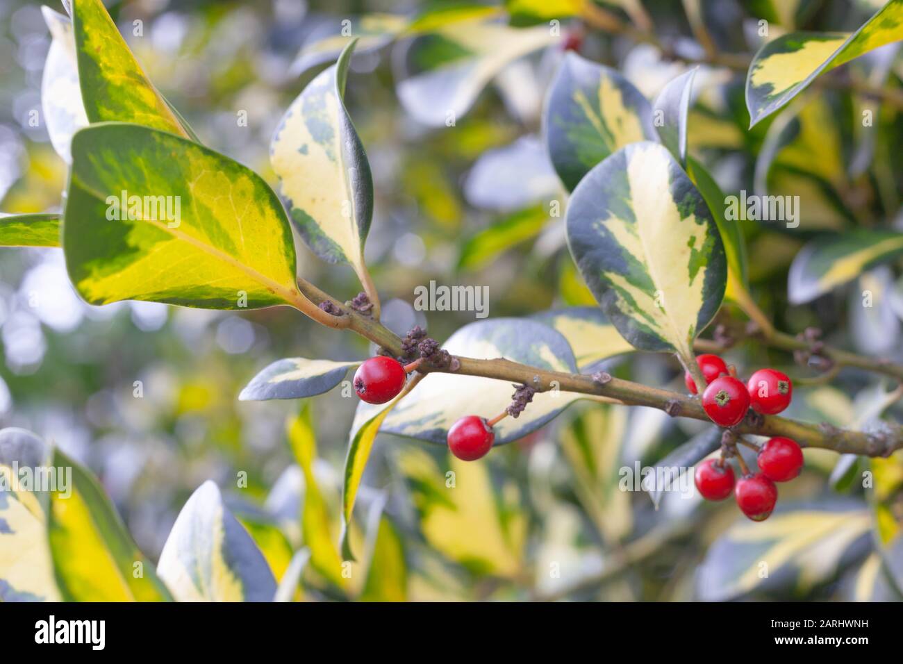 UK Gardens -  Close-up of the bright red-berried, Euonymus fortunei 'Emerald 'n' Gold'  evergreen shrub. Stock Photo