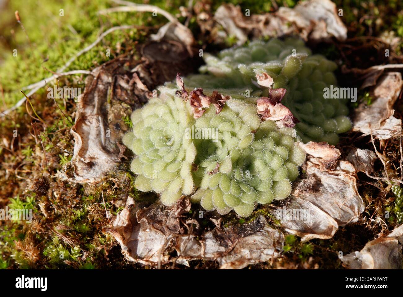 Pinguicula cyclosecta is a perennial rosette-forming insectivorous plant native to the state of Nuevo León in Mexico Stock Photo