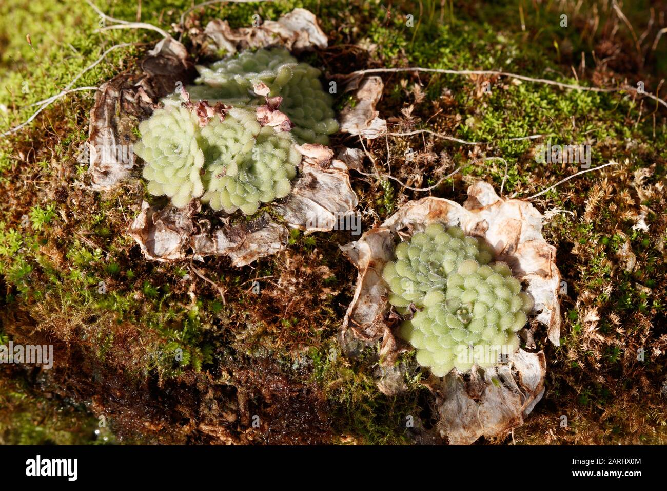 Pinguicula cyclosecta is a perennial rosette-forming insectivorous plant native to the state of Nuevo León in Mexico Stock Photo