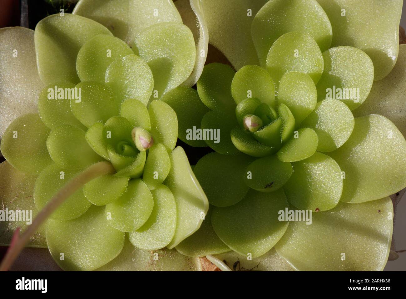 Pinguicula 'Sethos' is a hybrid of P. ehlersiae and P. moranensis. It was registered as a cultivar in 1998 Stock Photo