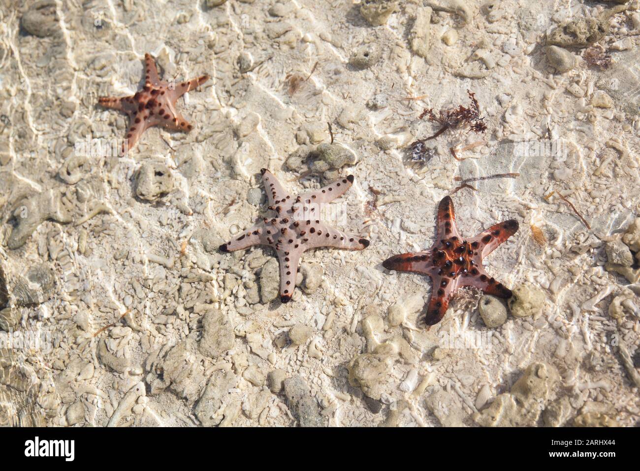 Amazing colorful starfishes close up on the white sandy beach. Beautiful red starfish in crystal clear ocean water, travel concept on tropical starfish beach, Bohol, Philippines. Stock Photo