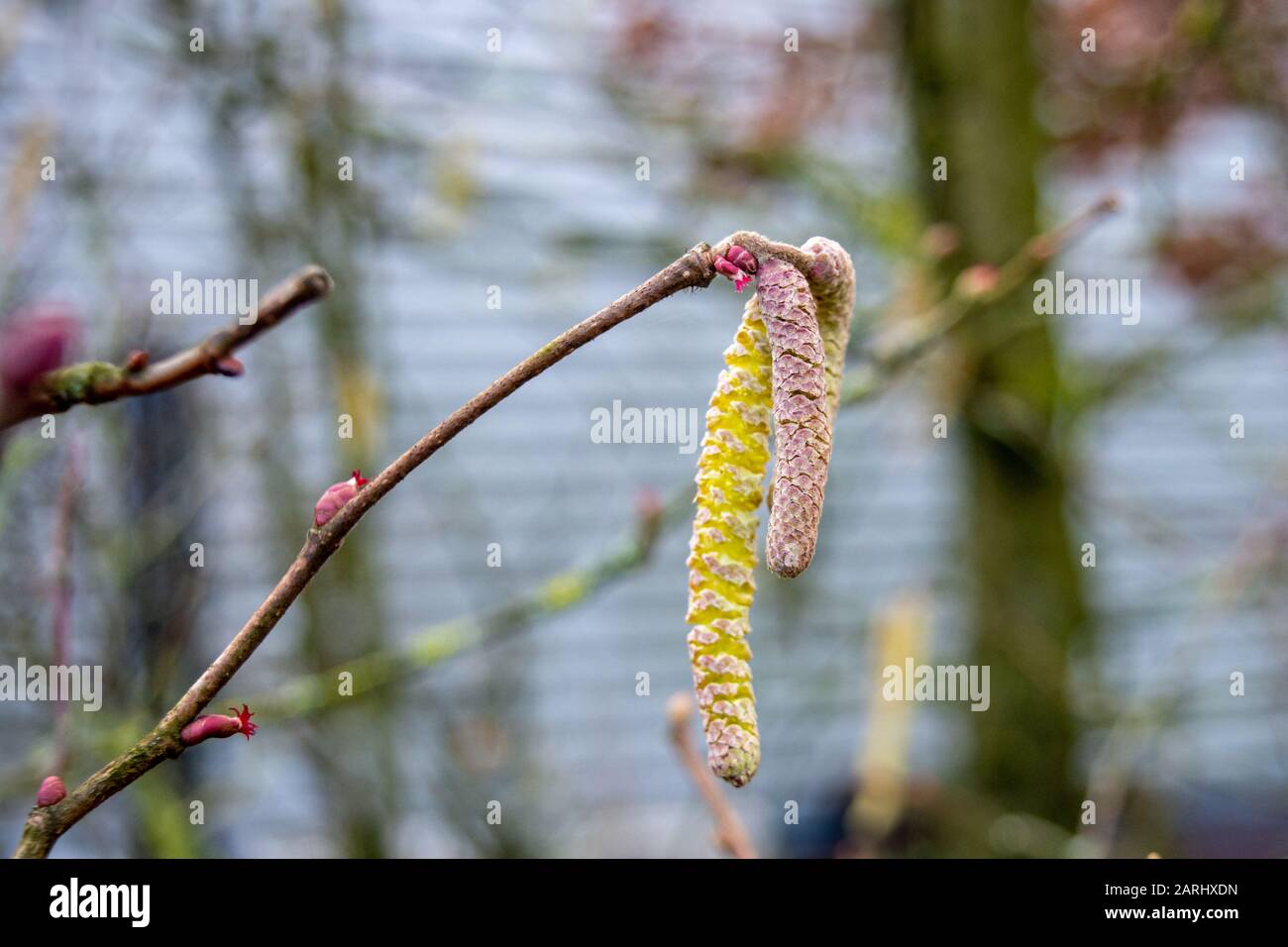 A small hazel branch showing large yellow and pink male catkins and tiny bright pink female flowers Stock Photo
