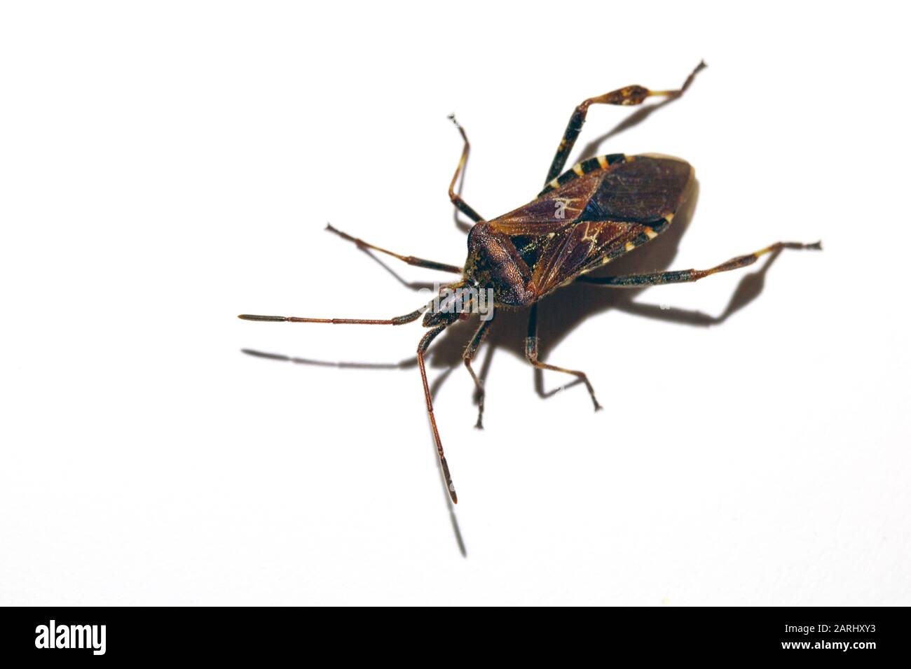 The western conifer seed bug (Leptoglossus occidentalis), sometimes abbreviated as WCSB, is a species of true bug (Hemiptera) in the family Coreidae Stock Photo
