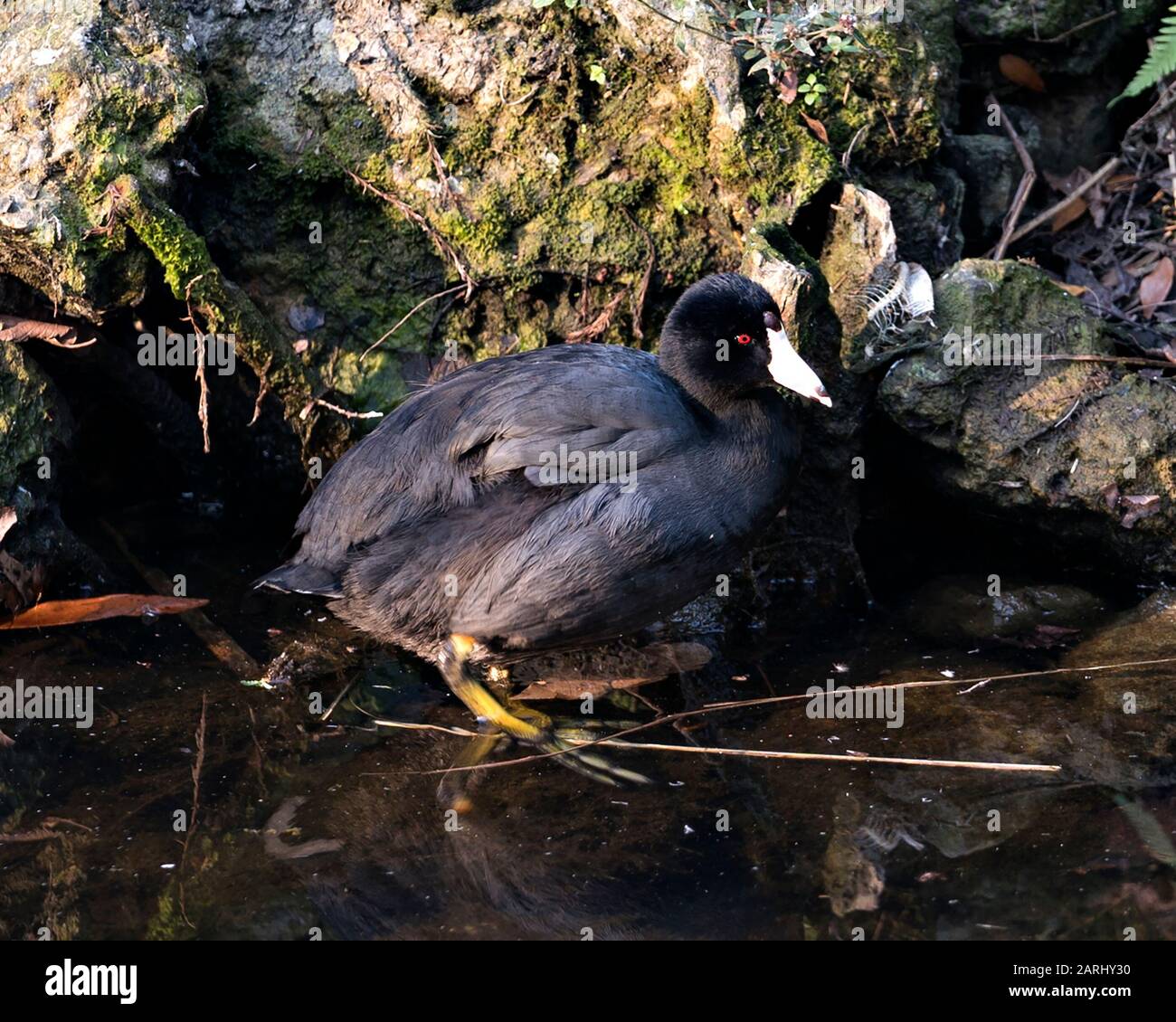 American Coot bird close up profile view in the water, displaying red
