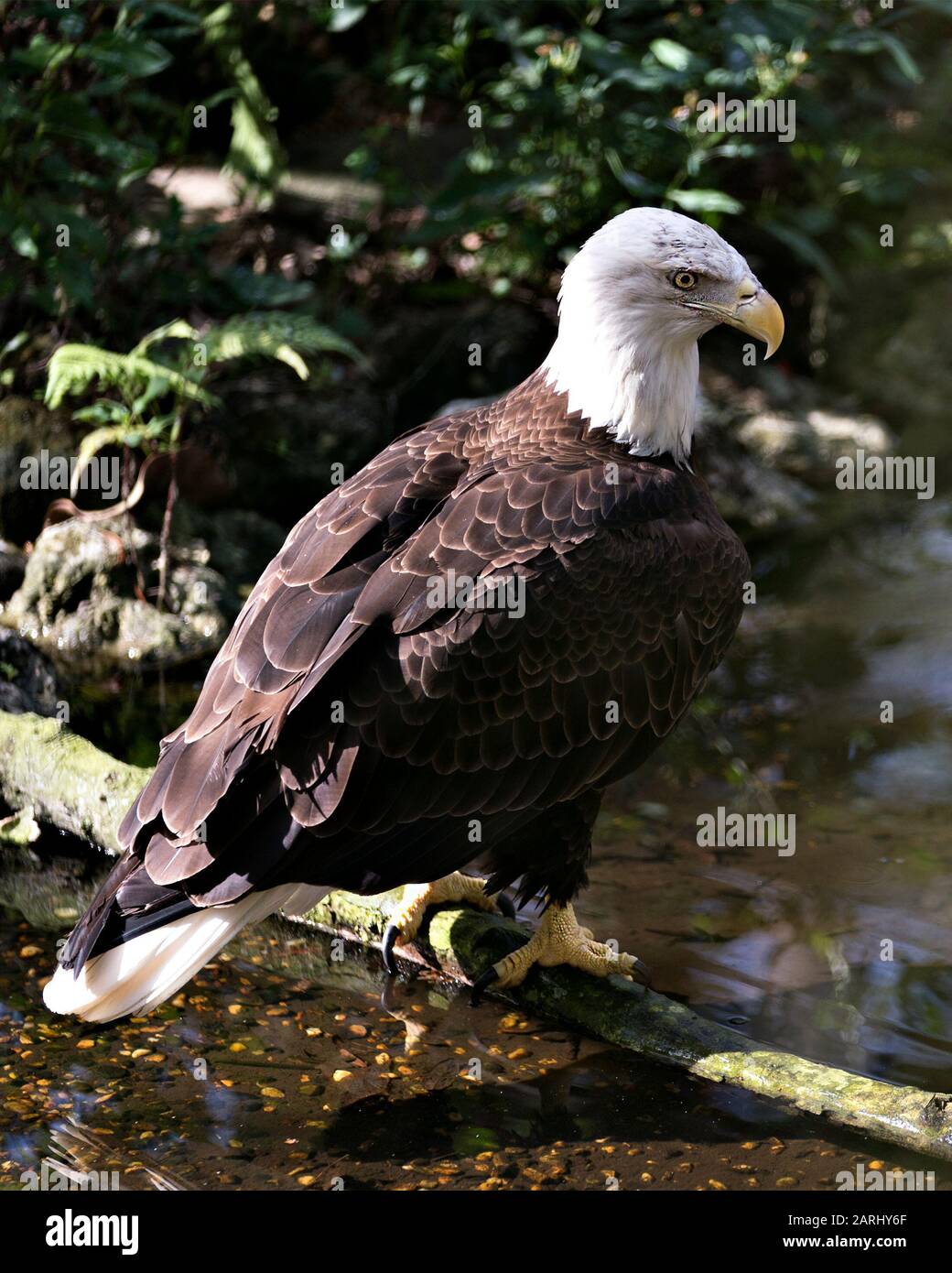Bald eagle wing tail feathers hi-res stock photography and images - Alamy