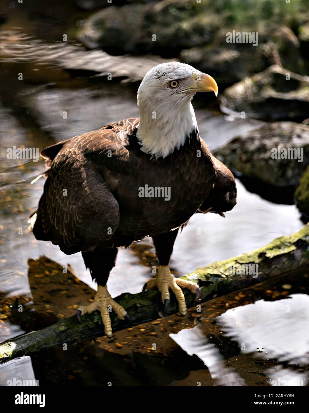 Bald eagle wing tail feathers hi-res stock photography and images - Alamy