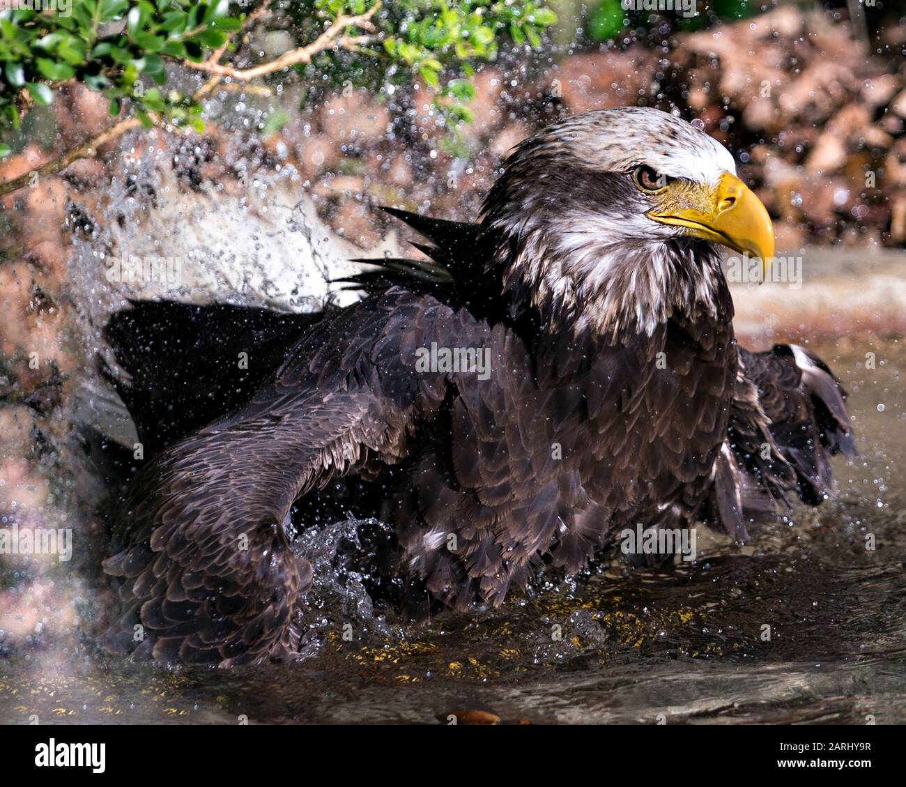Bald Eagle Juvenile bird closeup profile view taking a bath with splashing water and displaying