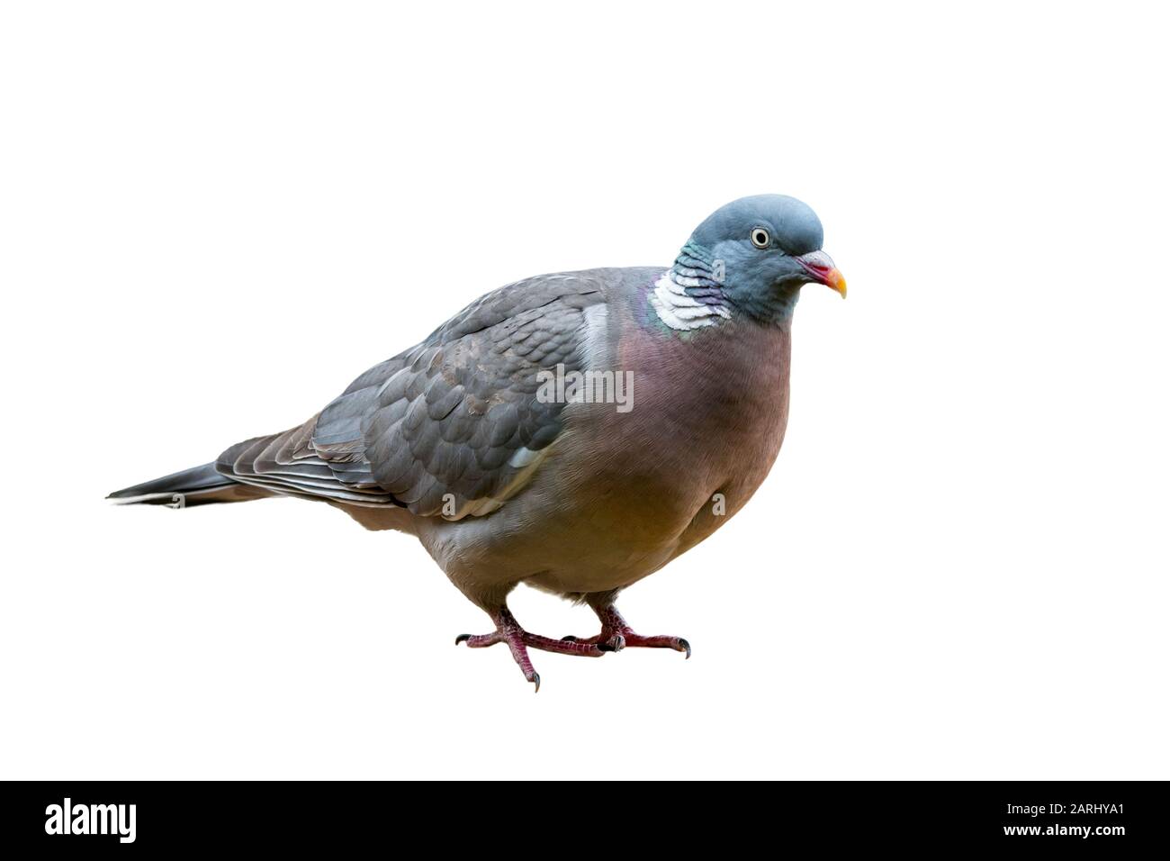 Common wood pigeon (Columba palumbus) against white background Stock Photo