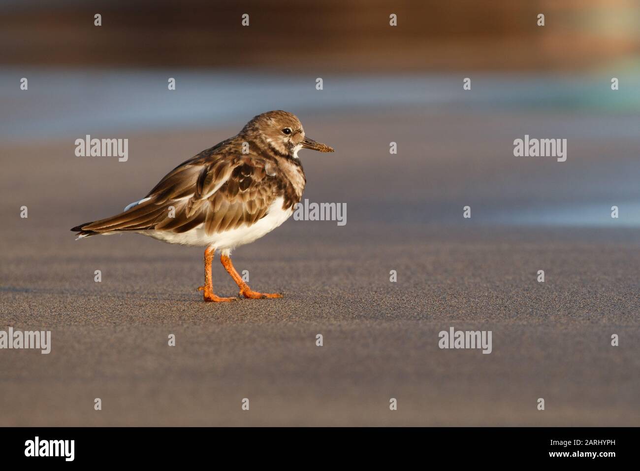 The ruddy turnstone (Arenaria interpres) is a small wading bird, one of two species of turnstone in the genus Arenaria in Lanzarote Stock Photo