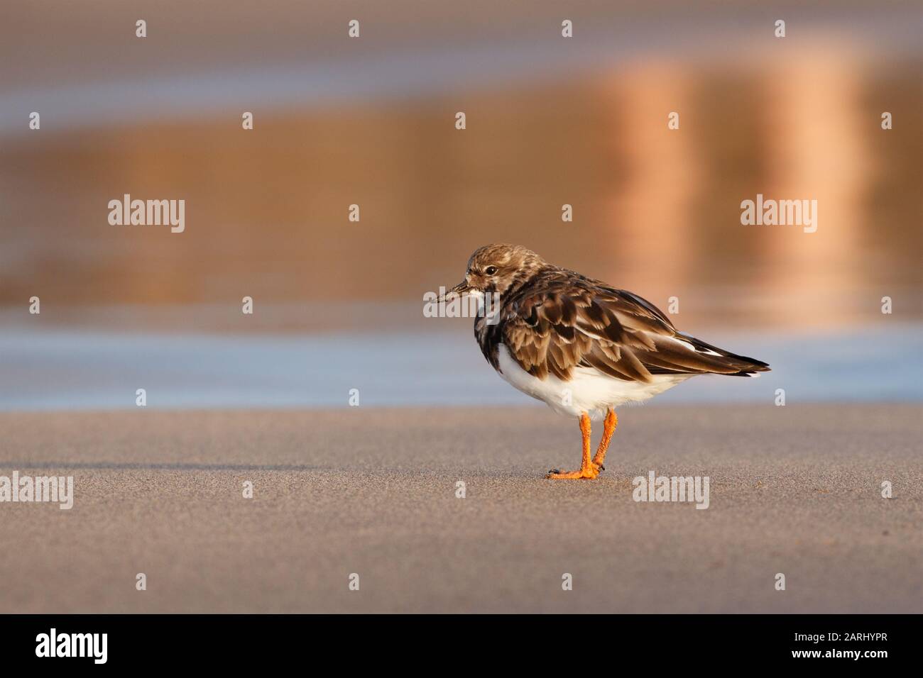 The ruddy turnstone (Arenaria interpres) is a small wading bird, one of two species of turnstone in the genus Arenaria in Lanzarote Stock Photo