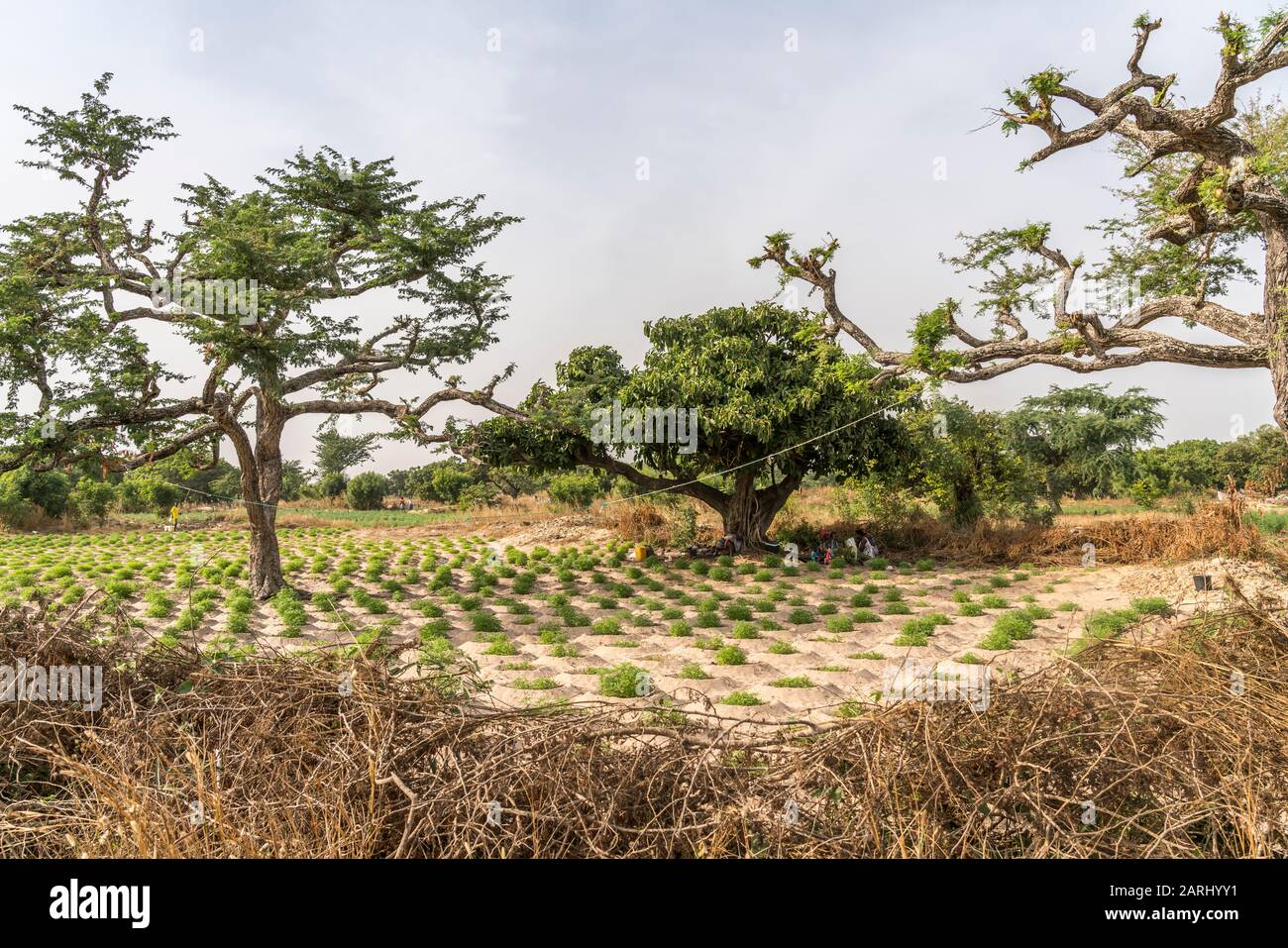 Marihuana Anbau auf der Insel Jinack Island, Gambia, Westafrika  |  Marijuana  field on Jinack Island, Gambia, West Africa, Stock Photo