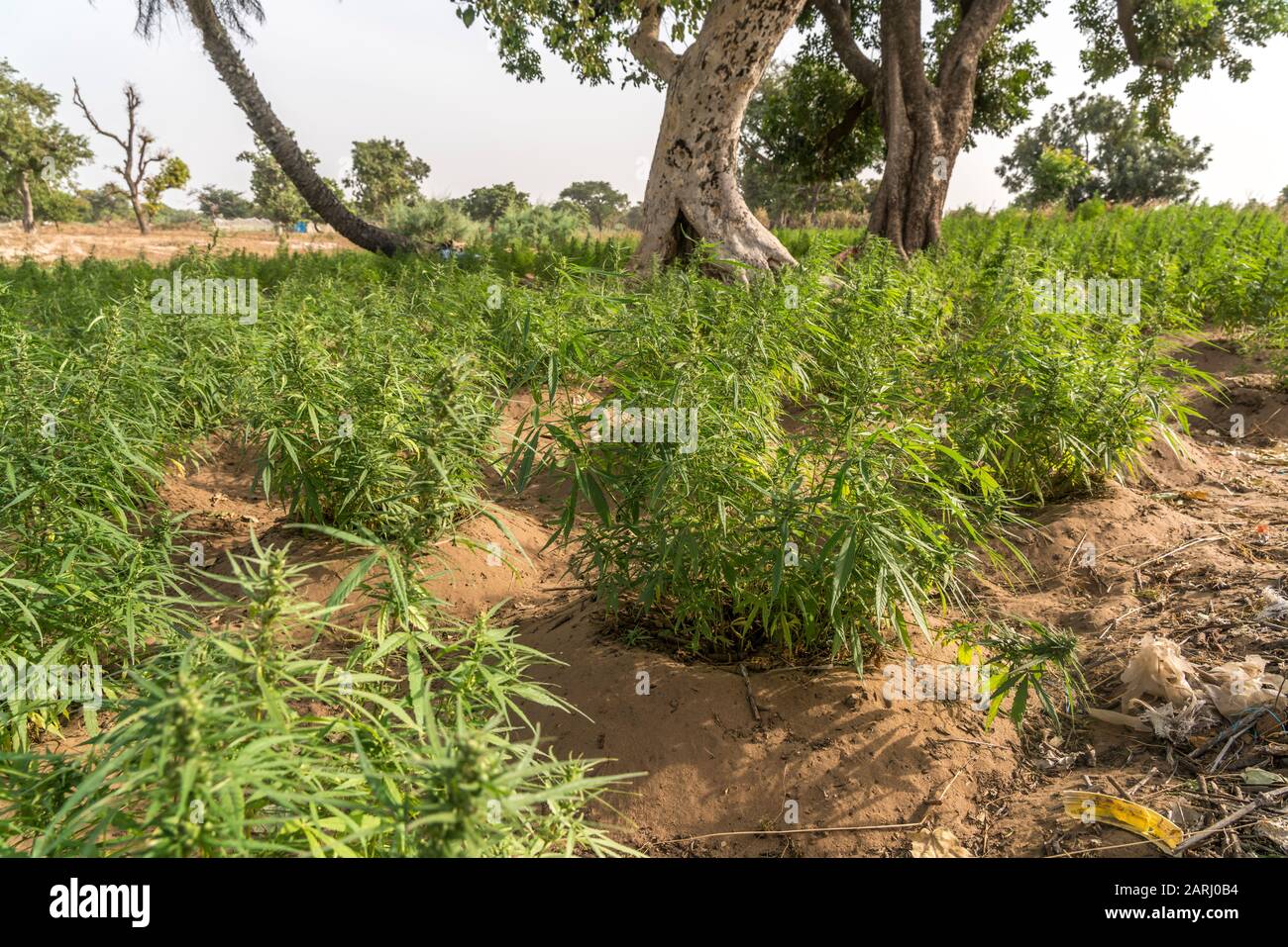 Marihuana Anbau auf der Insel Jinack Island, Gambia, Westafrika  |  Marijuana  field on Jinack Island, Gambia, West Africa, Stock Photo