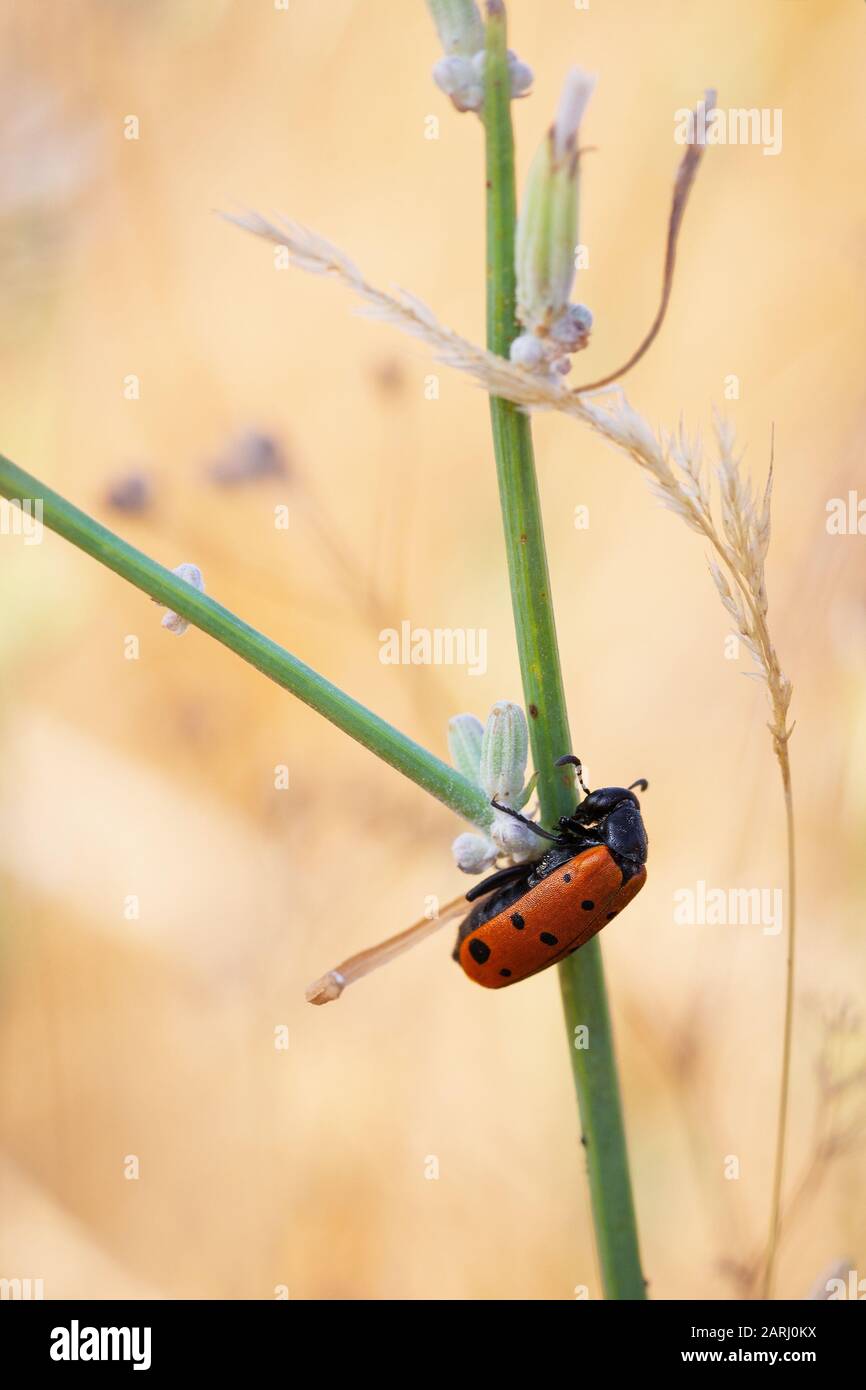 Mylabris hieracii. Beetle in its natural environment. Stock Photo
